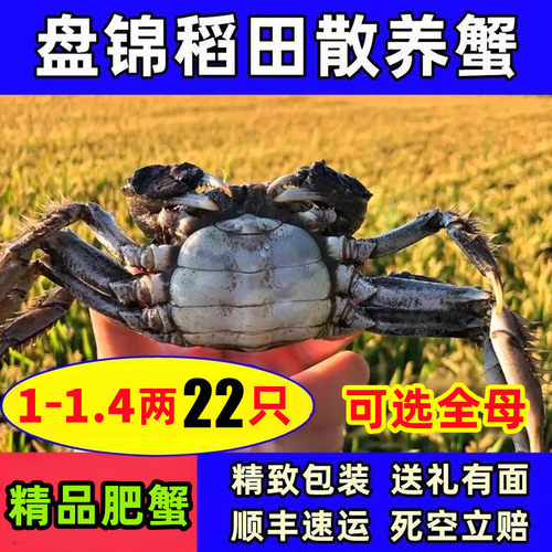 盘锦河蟹稻田蟹六月黄肥蟹母鲜活