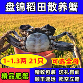 抢21只盘锦河蟹稻田河蟹全母鲜活溜达肥蟹公螃蟹大闸蟹礼盒顺丰