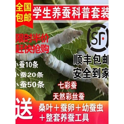 学生养蚕科普套装蚕宝宝活体金丝蚕卵籽七彩蚕幼虫1234龄新鲜桑叶