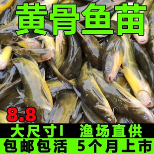 黄骨鱼苗黄颡鱼苗淡水养殖食用活体黄丫头黄鸭叫昂刺鱼黄辣丁鱼苗
