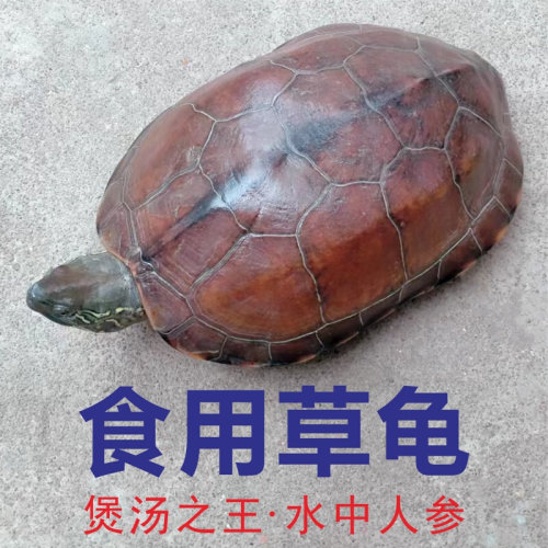 可食用龟食用草龟活物乌龟中华草龟煲汤龟滋补外塘生态龟中华肉龟