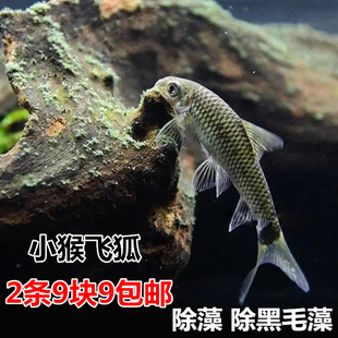 小猴飞狐/一线飞狐 草缸工具鱼 除藻除黑毛藻刚毛藻 清洁鱼热带鱼