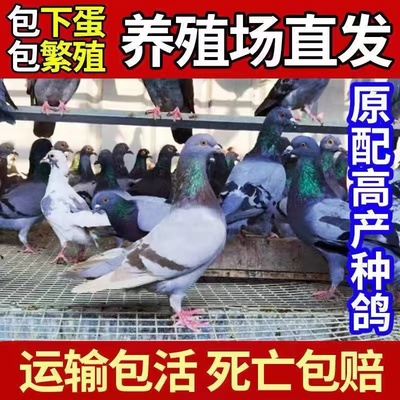 鸽子活一对家养肉鸽活体蛋鸽种鸽青年鸽白羽王小鸽子瓦灰家养鸽子