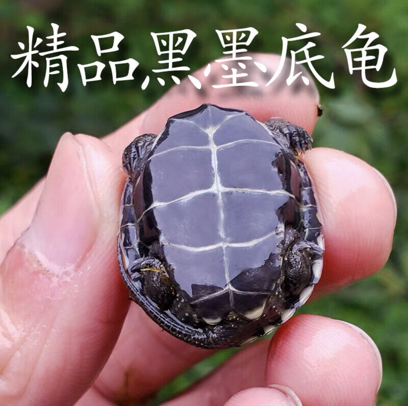 墨龟苗小乌龟墨龟黑腹龟外塘中华草全黑小乌龟龟苗活物宠物观赏龟