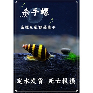 包邮杀手螺大黄蜂螺观赏螺宠物螺除藻螺工具螺活体水族除杂螺除蜗