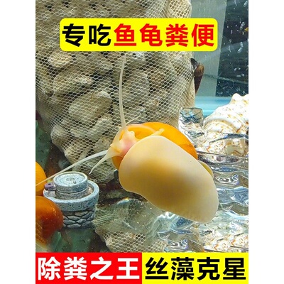 专吃鱼屎粪便的黄金螺观赏河蚌苹果黑金刚食藻青苔清洁缸除藻冷淡