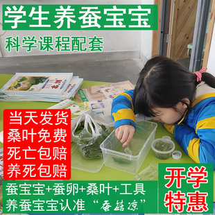 蚕宝宝活体彩色卵春蚕大小幼虫活物套装学生儿童新鲜桑叶配件包邮