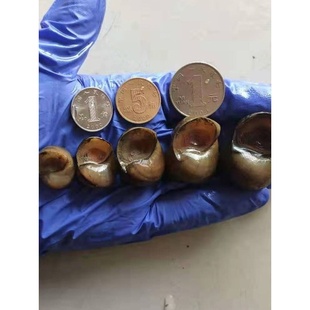 脆螺钓鱼螺钓青鱼泥螺鲜活田螺活体螺蛳青鱼饵黑鲩乌青打窝料石螺