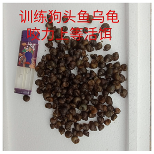 狗头鱼饲料乌龟饲料螺钓鱼脆螺活体鲜活活饵鱼缸除藻小石螺小田螺