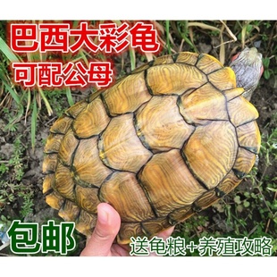 巴西红耳龟宠物龟大小招财乌龟活物活体观赏龟公母情侣水族萌宠龟