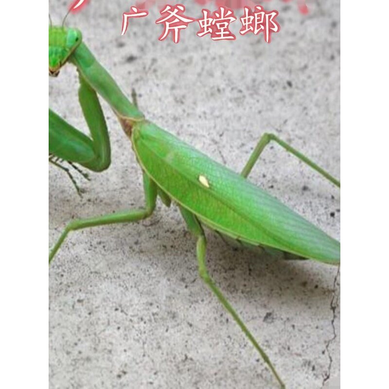 螳螂活体大刀广斧巨型螳螂强健凶猛小朋友学生饲养活体昆虫宠物