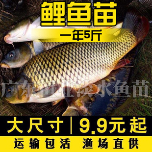 黑鲤鱼苗大全草鱼皖鱼花白鲢鱼饲料螺丝青鱼活体本地淡水养殖食用