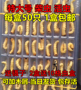 柴虫活虫野生天牛幼虫青冈虫小头松树木虫老母虫财虫青岗虫鸟食料