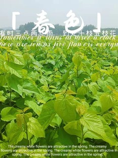 桑叶新鲜广西学生科学养蚕宝宝专用鲜嫩纯叶片当日发货包邮