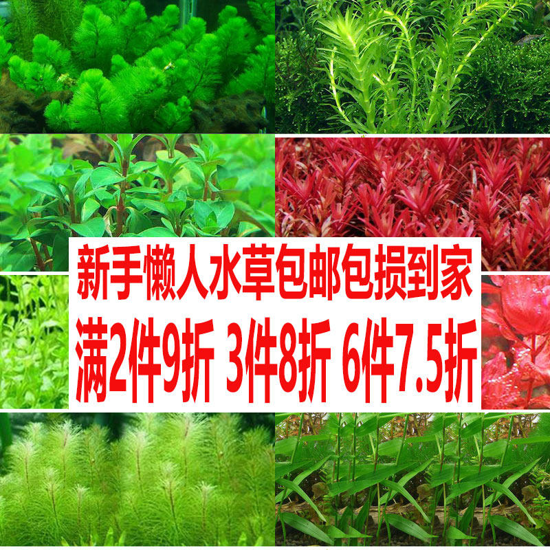 鱼缸造景后景活体阴性淡水植物真水草沉木丁香绿菊水族箱装饰包邮