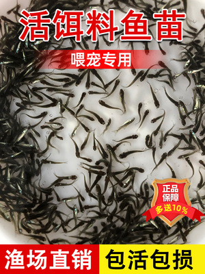 饵料鱼苗淡水养殖小杂鱼喂乌龟鳜鱼鲈鱼龙鱼六角恐龙活体饲料鱼苗