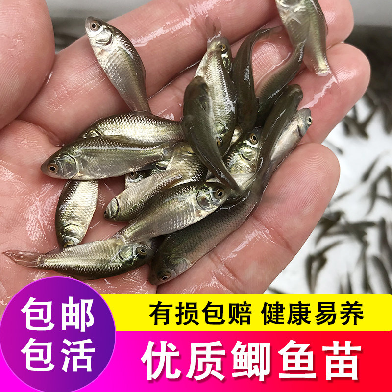 喂乌龟吃的小活鱼苗易养活鳄龟食物饲料鱼活的小型幼龟开口粮鲫鱼