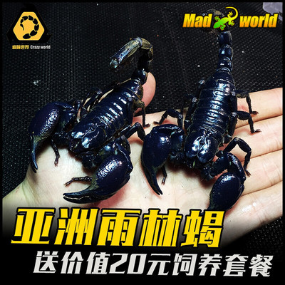 亚洲雨林蝎超大宠物黑蝎子活体 温顺无毒可上手爬虫宠送套餐包活