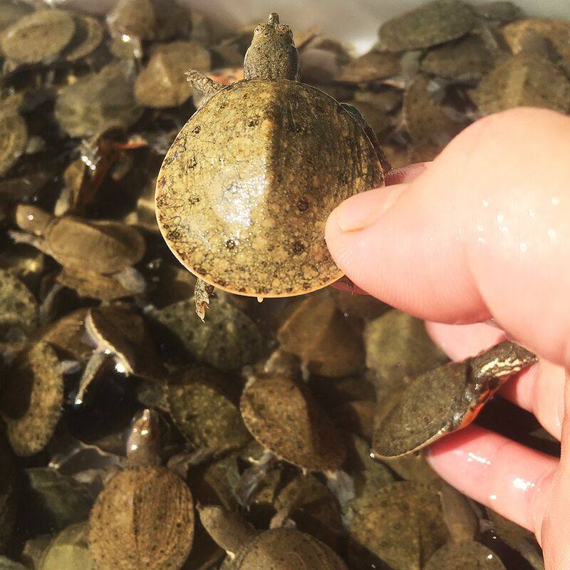 小甲鱼苗外塘生态养殖中华鳖淡水王八活体宠物水鱼送饲料包活到家,宠物/宠物食品及用品,龟/鳖,淘宝优惠券,粉丝福利购,淘宝优惠卷