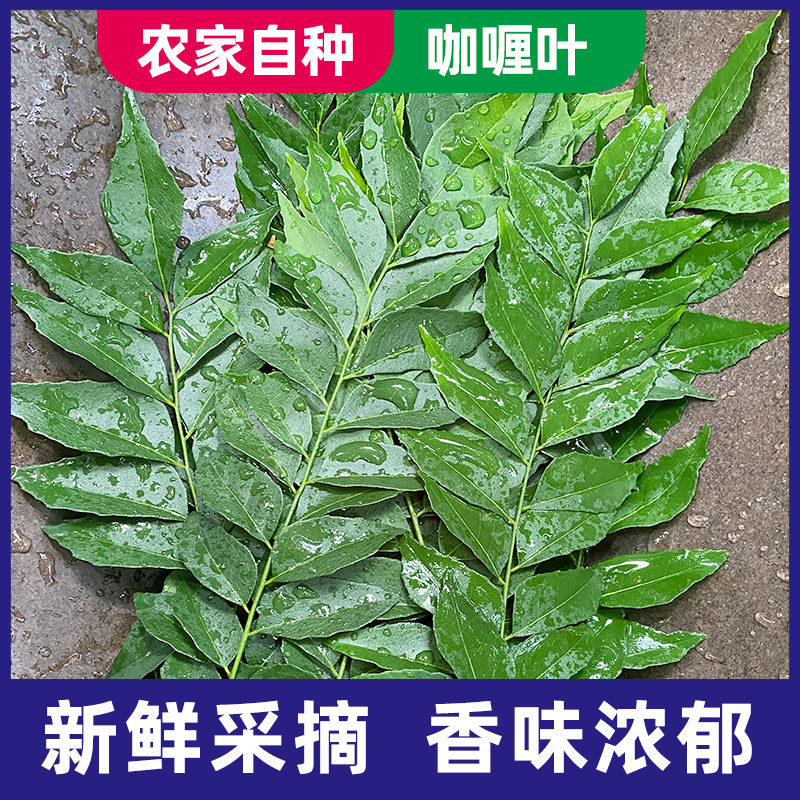 新鲜咖喱叶500g泰国菜香料九里香叶咖喱鱼虾蟹鱼蛋炒饭增香调味料