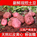 新鲜云南红皮黄心土豆马铃薯现挖自种软糯香甜洋芋马铃薯当季 蔬菜
