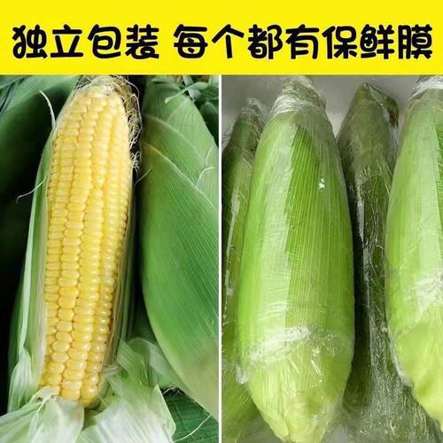 广西新鲜现摘黄金水果玉米脆甜嫩甜玉米棒子带皮包谷蔬菜