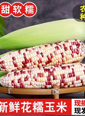 新鲜生的玉米花糯玉米香糯玉米现摘彩色生水果玉米棒带皮现摘现发