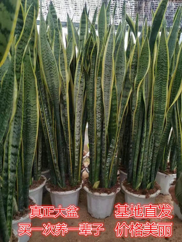 高脚虎皮兰盆栽室内易活好养植物大型办公室净化空气绿植虎尾兰