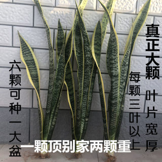 金边虎皮兰裸根绿植懒人好养易活植物大苗室内吸甲醛绿银脉虎尾兰