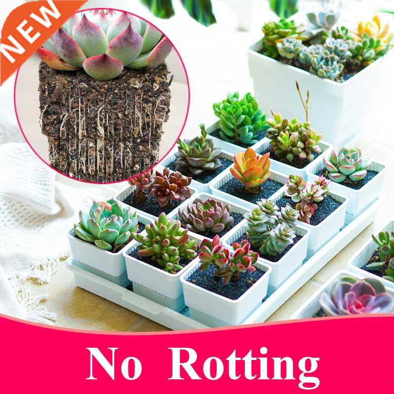 Meshpot 2 3 4 Inches Square Plastic Succulents Planter Pots