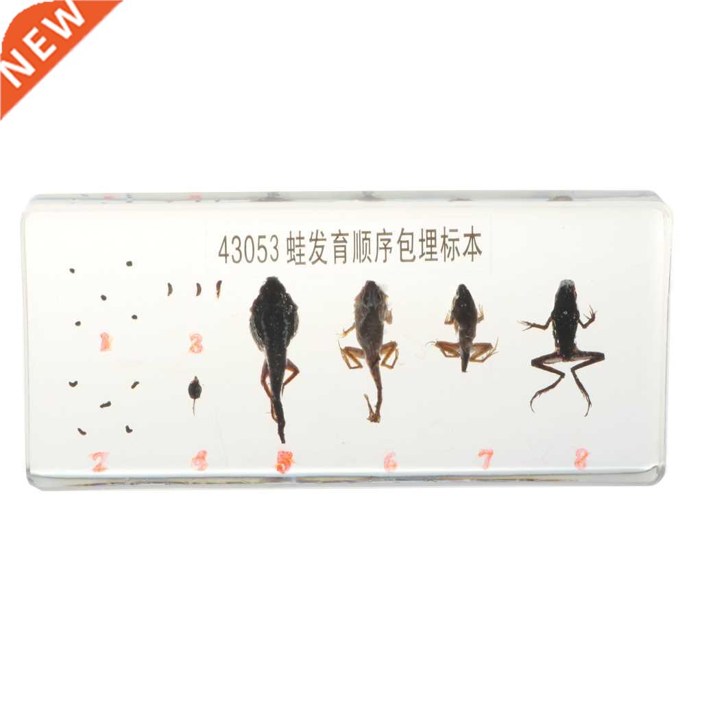 Lifecycle of  Frog Specimens Pperweight Eductionl Scien