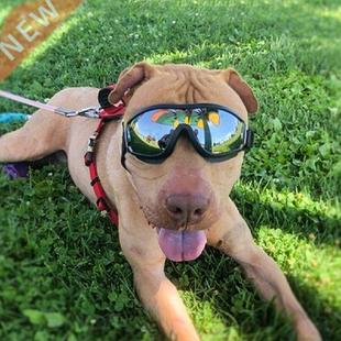Pet Dog UV Sunglasses Dog Glasses for Swimming Eye Wear