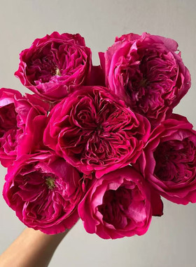 皇家胭脂欧月法国月季暗红色大花强香耐热开花持久粗壮养四季开花