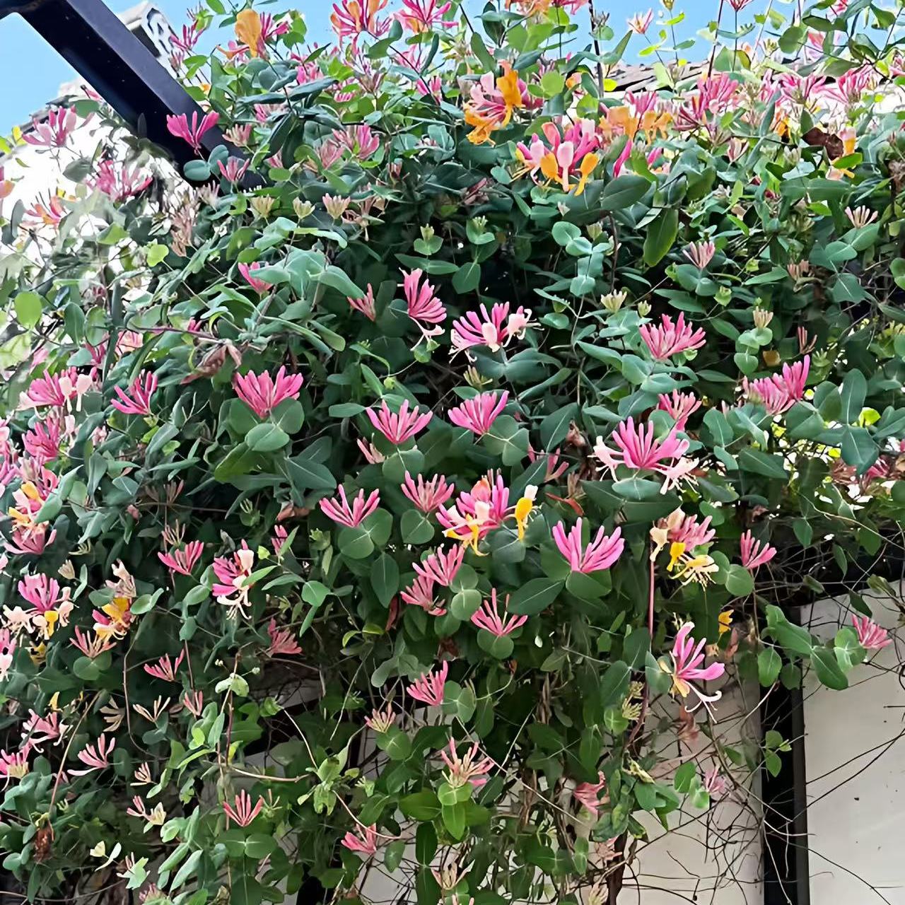 京红久金银花树苗盆栽爬藤绿植物阳台庭院浓香多季开垂吊花卉耐寒
