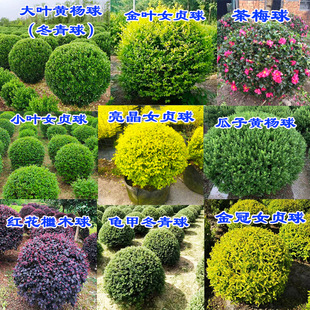 花园造景精品球型亮晶女贞红花继木茶梅龟甲冬青黄杨庭院绿化植物