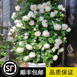 克里斯蒂娜公爵夫人 德国浓香丰花月季 花苗盆栽地栽阳台尘世天使
