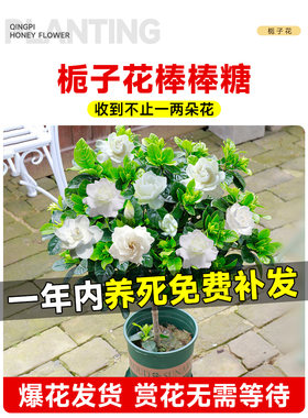 独杆棒棒糖栀子花盆栽带花苞大叶老桩桅子树苗牡丹四季开花卉植物
