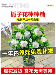 独杆棒棒糖栀子花盆栽带花苞大叶老桩桅子树苗牡丹四季开花卉植物
