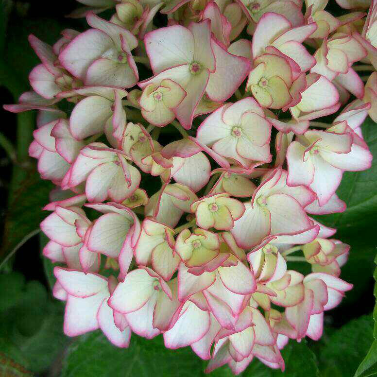 塞布丽娜绣球大苗盆栽重瓣花大八仙花紫阳花庭院花园花卉植物耐晒