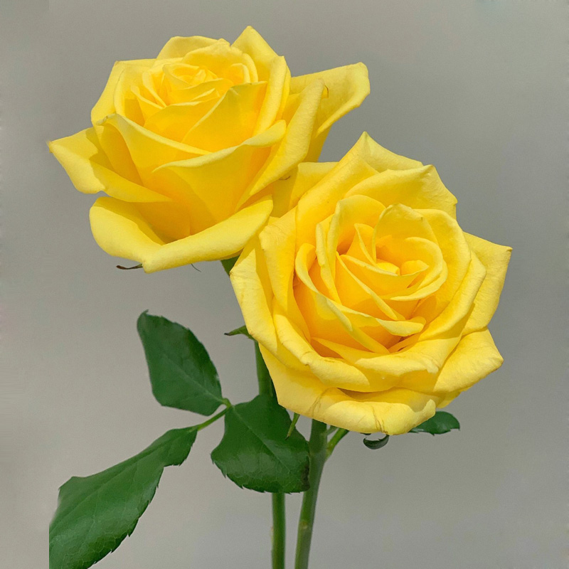 苏格兰黄油切花月季苗盆栽阳台庭院花朵杯状金黄色大花玫瑰四季开