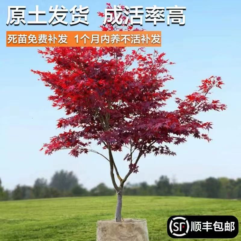 日本红枫盆景绿化中国红羽毛枫图片