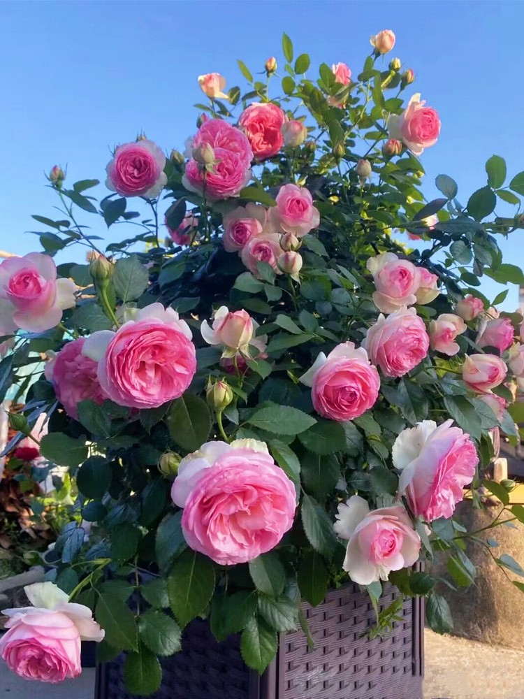 粉色龙沙宝石藤本月季大花浓香爬藤蔷薇花苗四季庭院爬墙拱门粉龙