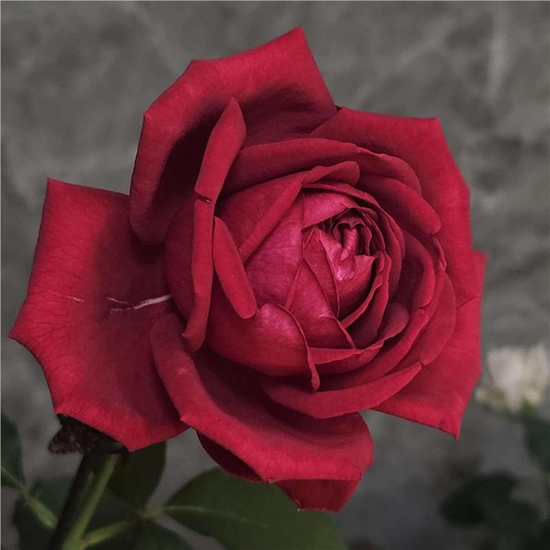 金禧梅昂爸爸月季花大苗有丝绒感大花浓香多季开花卉阳台庭院植物