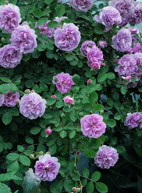蓝色阴雨月季花苗阳台庭院藤本月季植物玫瑰蓝雨蔷薇花苗爬藤多季