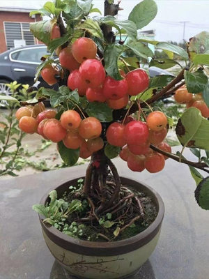 冬红果海棠盆景树苗植物盆栽