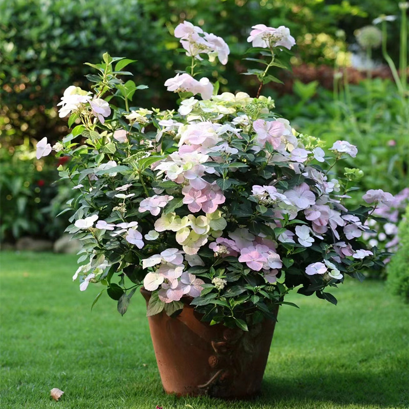粉色落跑新娘绣球花苗大花绣球苗魔幻系列无尽夏花园阳台庭院植物