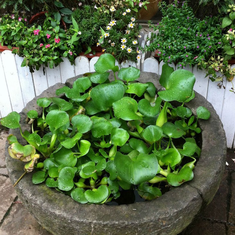水培植物葫芦生草池塘鱼缸