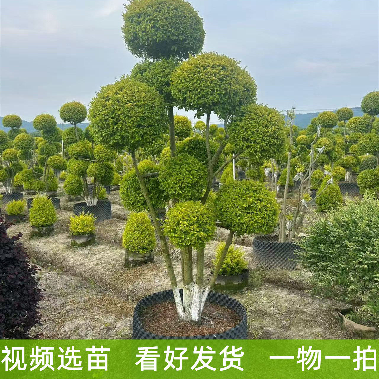 景观树亮晶女贞多层宝塔