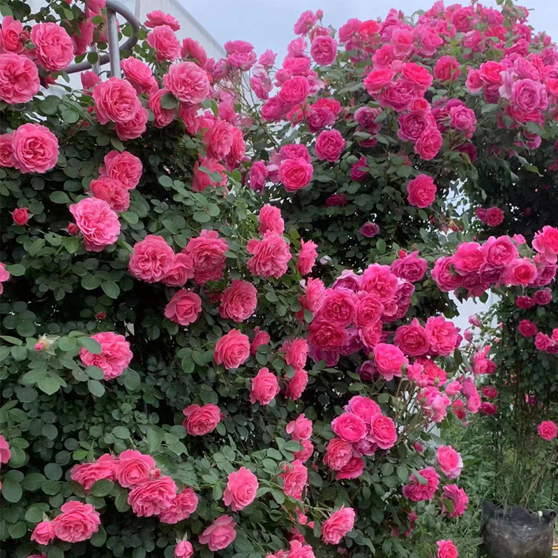 藤本月季特大花庭院爬藤植物红龙