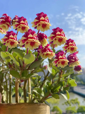 重瓣宫灯长寿红色粉色黄色橙色花